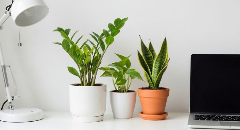 Best Low Light Indoor Plants for Small Pots: Stylish Greenery for Compact Spaces